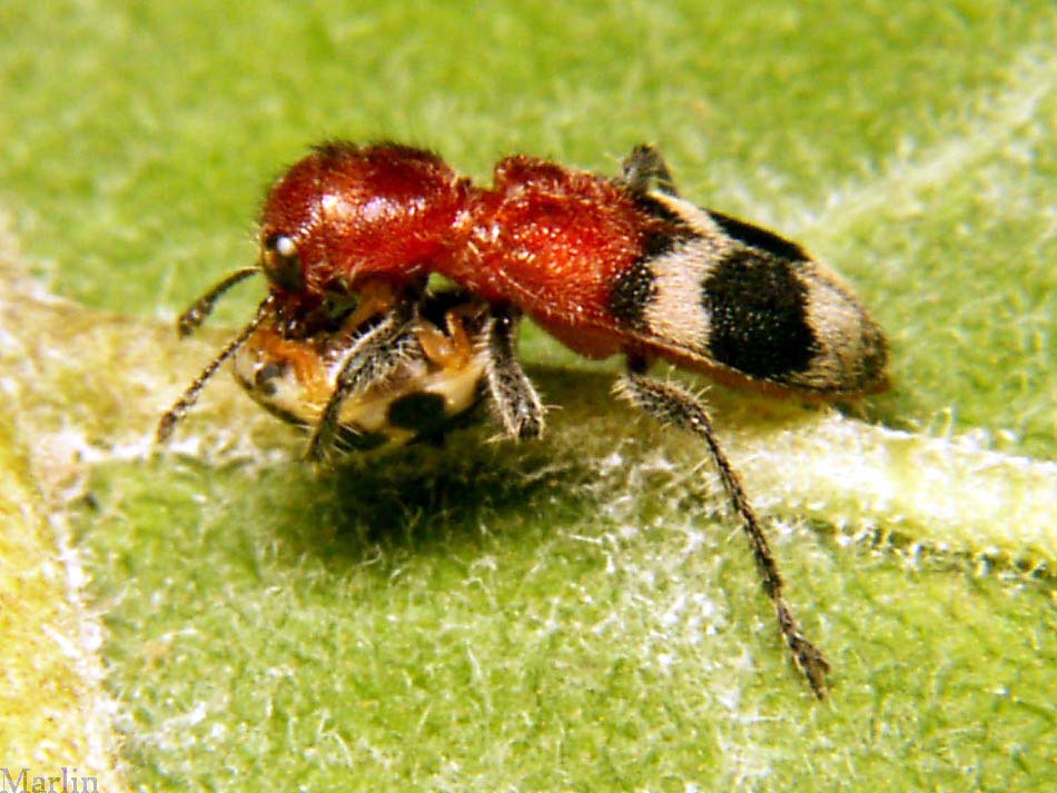Enoclerus quadriguttatus