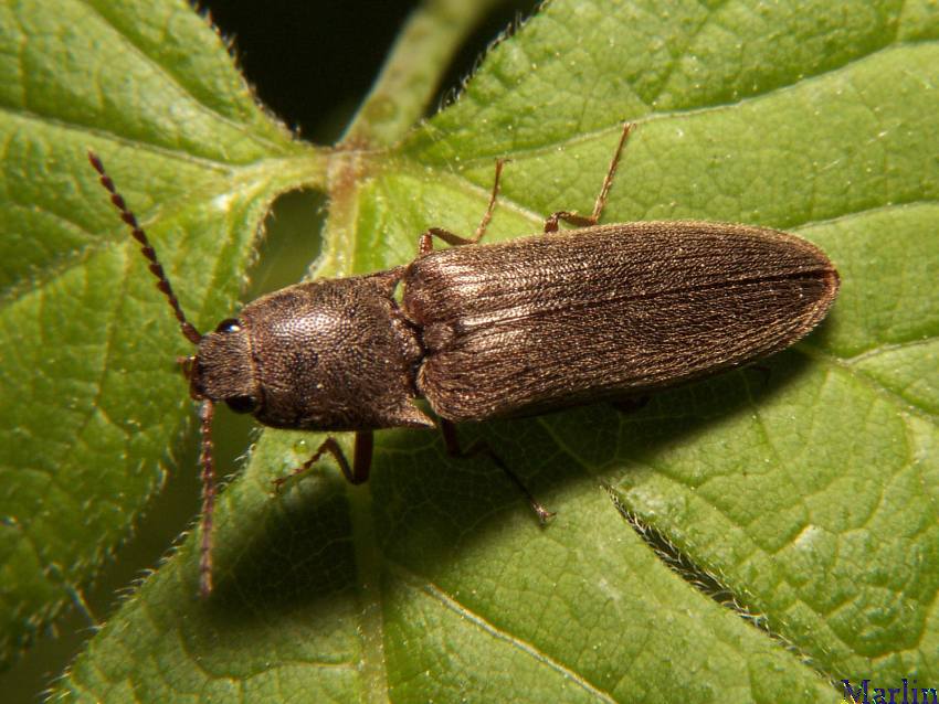 Click Beetle