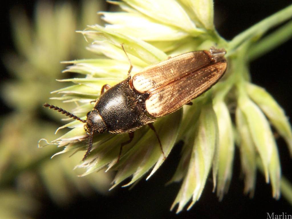 Click Beetle