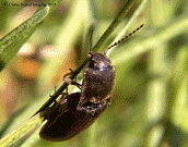 Click Beetle