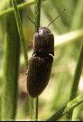 Click Beetle