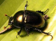 Dung Beetle