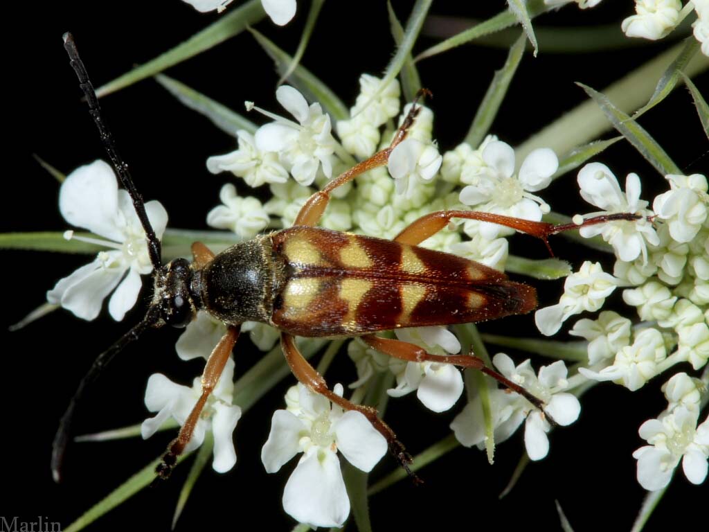 Flower Longhorn Beetle - Typocerus velutinus