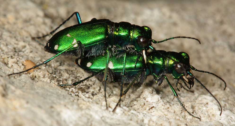 Cicindela sexguttata