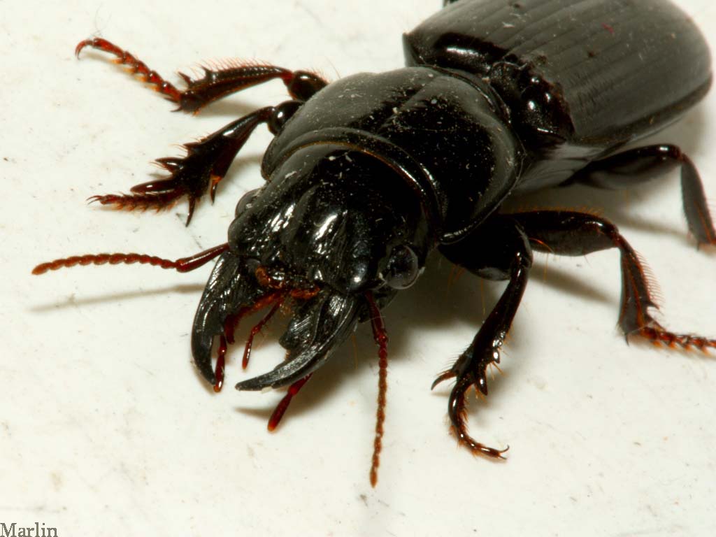Ground Beetle - Scarites sp.