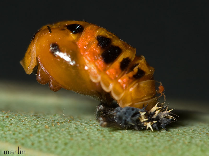 color photo orange Lady beetle pupa