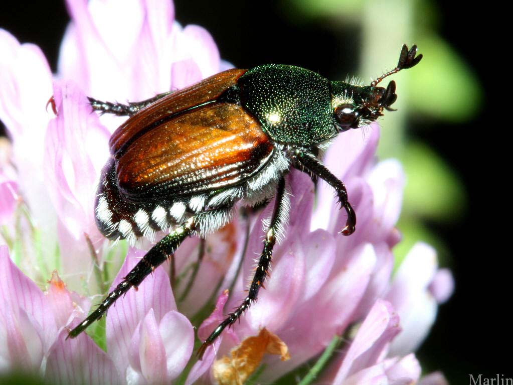 Japanese Beetle - Popillia japonica