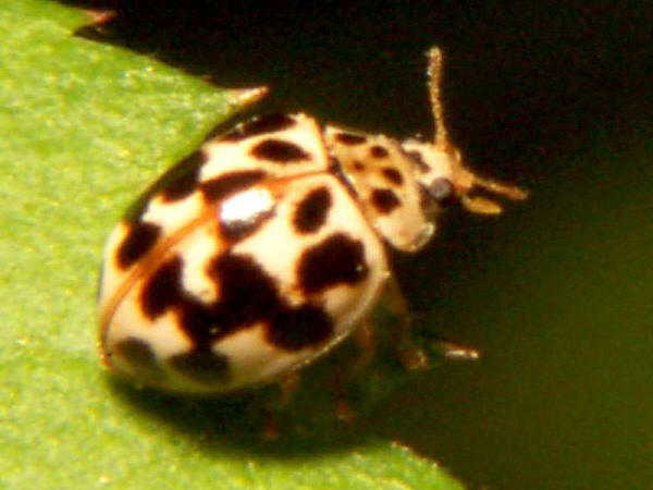 Image: Lady Beetle
