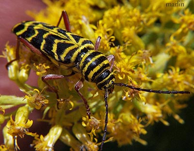Longhorn Beetles - Family Cerambycidae