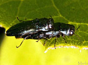 Oak Borer Beetles