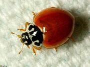 Lady Beetles
