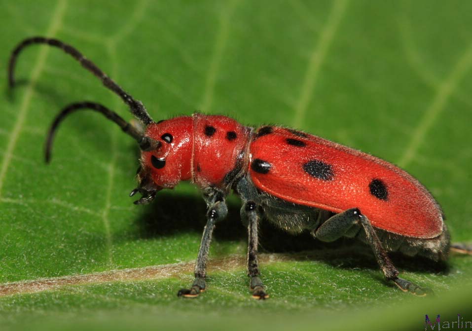 Red Milkweed Beetle