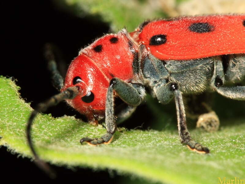 Red Milkweed Beetle - Tetraopes tetraophthalmus