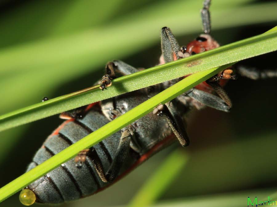 Red Milkweed Beetle