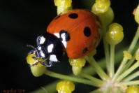 image: seven-spotted lady beetle