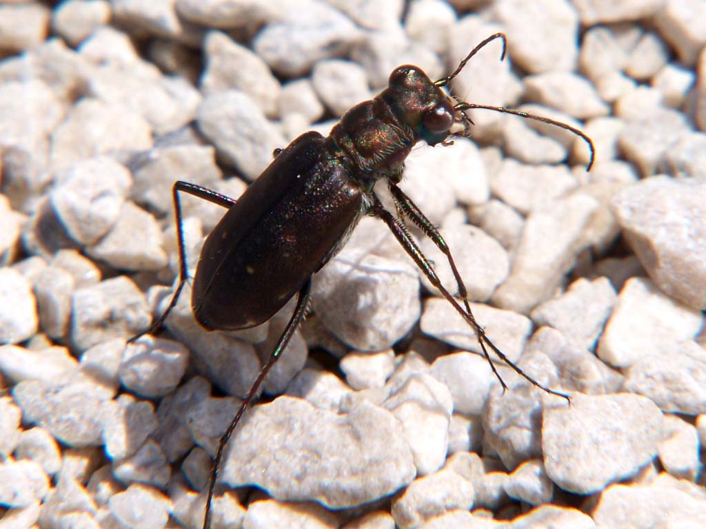 Tiger Beetle - Cicindela punctulata