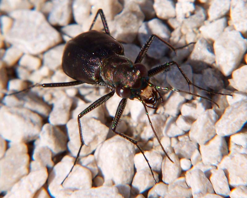 Tiger Beetle - Cicindela punctulata