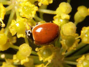 Spotless Ladybird Beetle