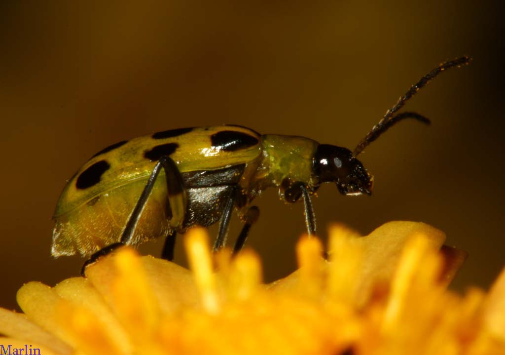 Spotted Cucumber Beetle