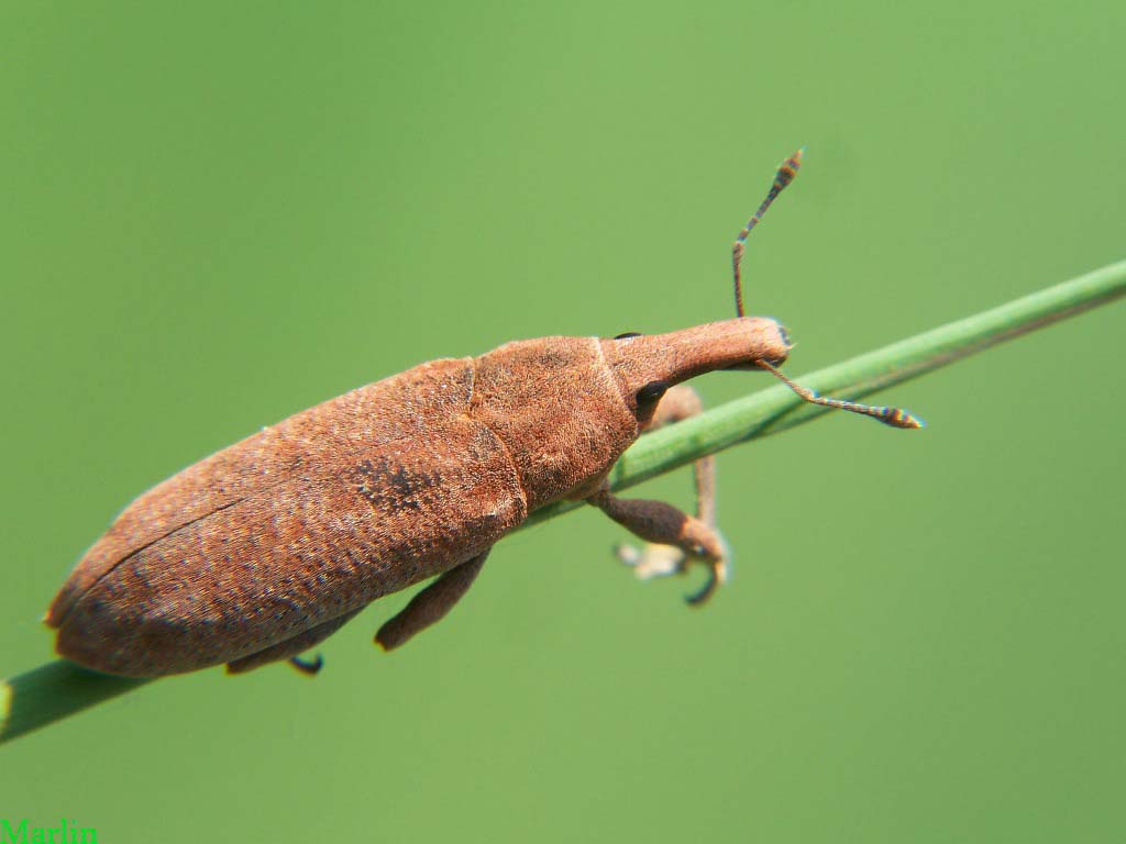 Weevil