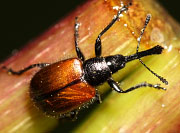 Weevils - Family Curculionidae