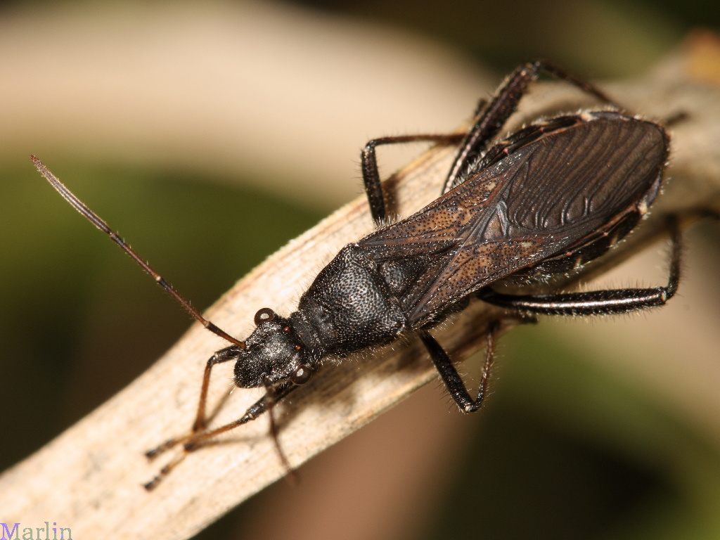 Broad-headed Bug - Alydus eurinus