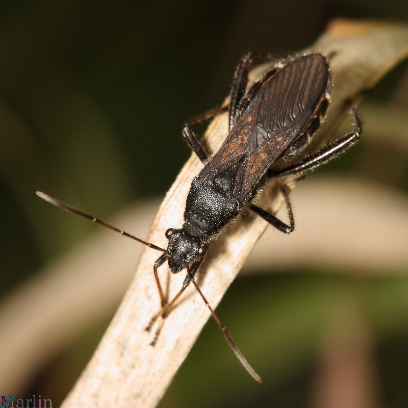 Broad-headed Bug - Alydus eurinus