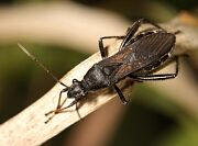 Broadheaded Bug