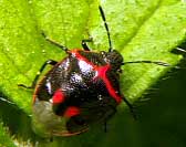 Stink Bug