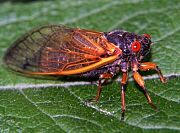 17-year periodic cicada