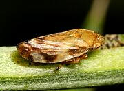 Meadow Spittlebug - Philaenus spumarius