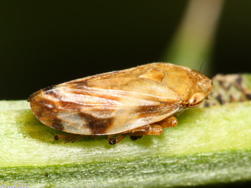 Meadow Spittlebug - Philaenus spumarius