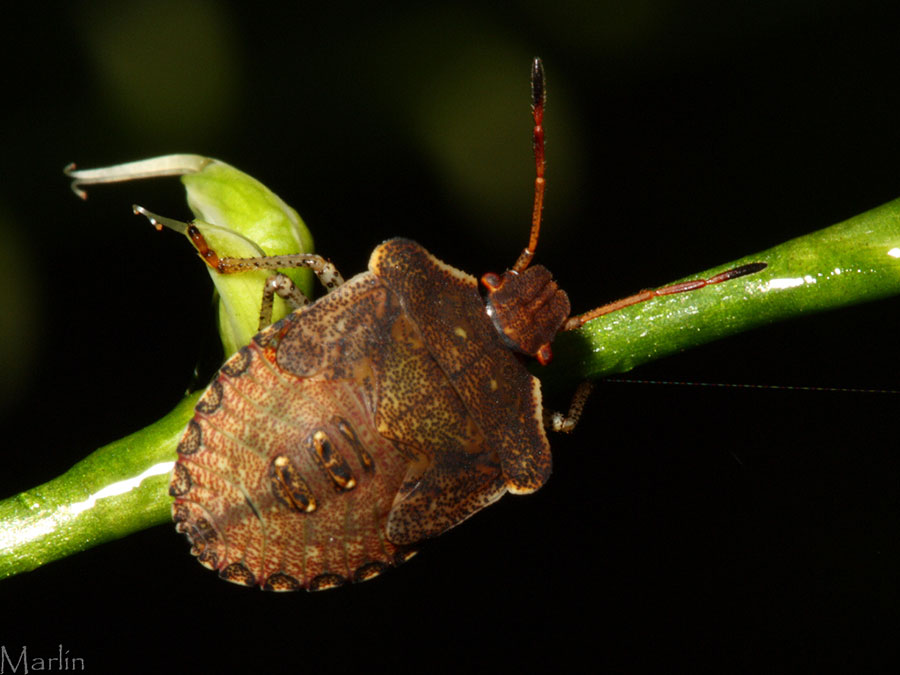 Stinkbug Nymph Podisus Sp North American Insects Spiders