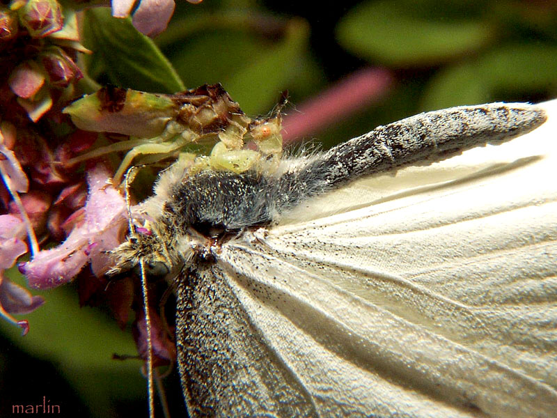 Image: Ambush Bug with Prey
