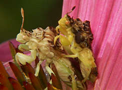 Ambush bugs