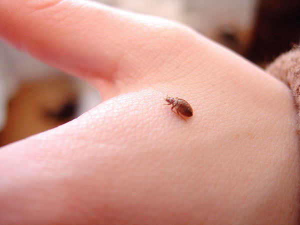 Bed bug picture