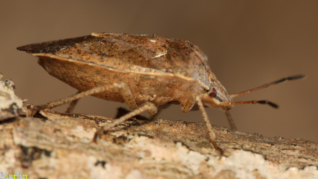 Brown Stinkbug - Euschistus servus