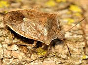 Brown Stinkbug