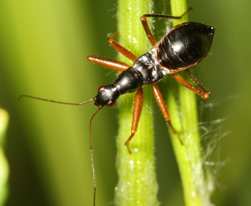 Damsel Bug Nymph, Nabicula subcoleoptrata