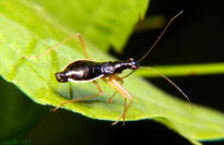 Damsel Bug Nymph, Nabicula subcoleoptrata