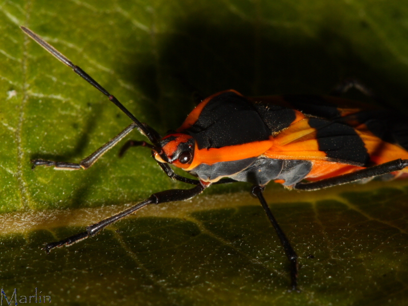 Large Milkweed Bug - Oncopeltus fasciatus
