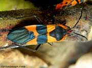 Large Milkweed Bug - Oncopeltus fasciatus