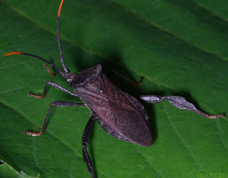 Leaf Footed Bug