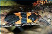 Large Milkweed Bug, Oncopeltus fasciatus