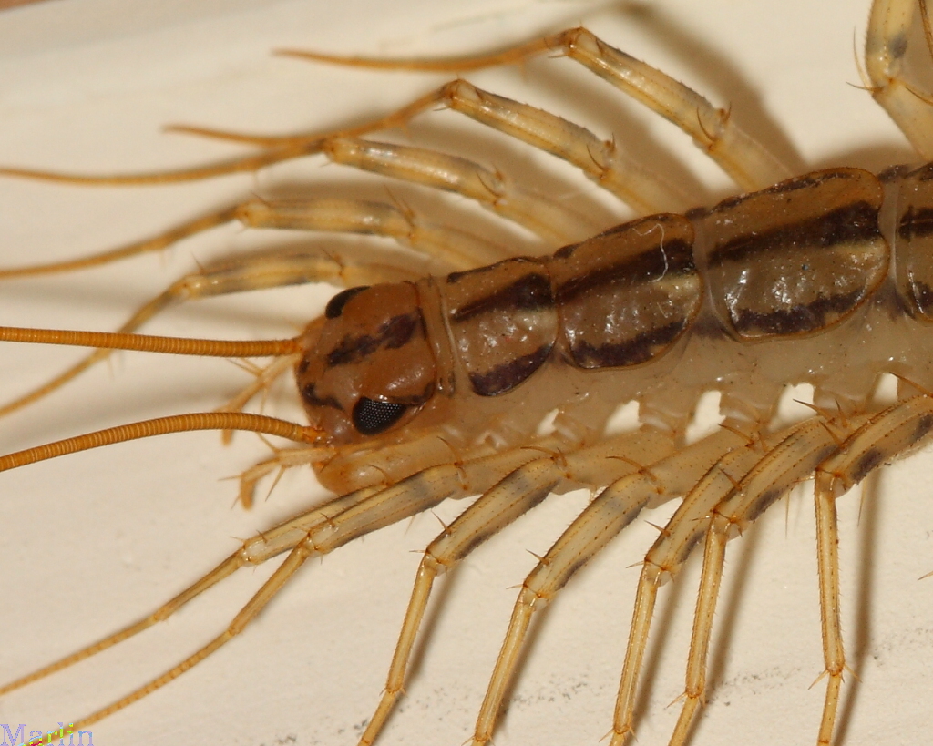 Figure 1. Head and Antennae Detail