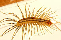 House Centipede