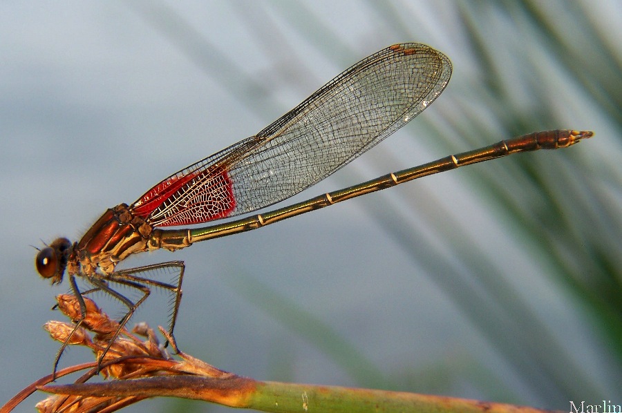 Image: American Rubyspot
