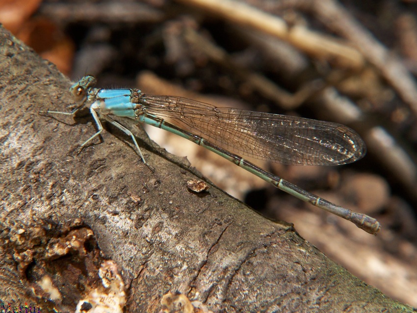 Blue-fronted Dancer Damselfly