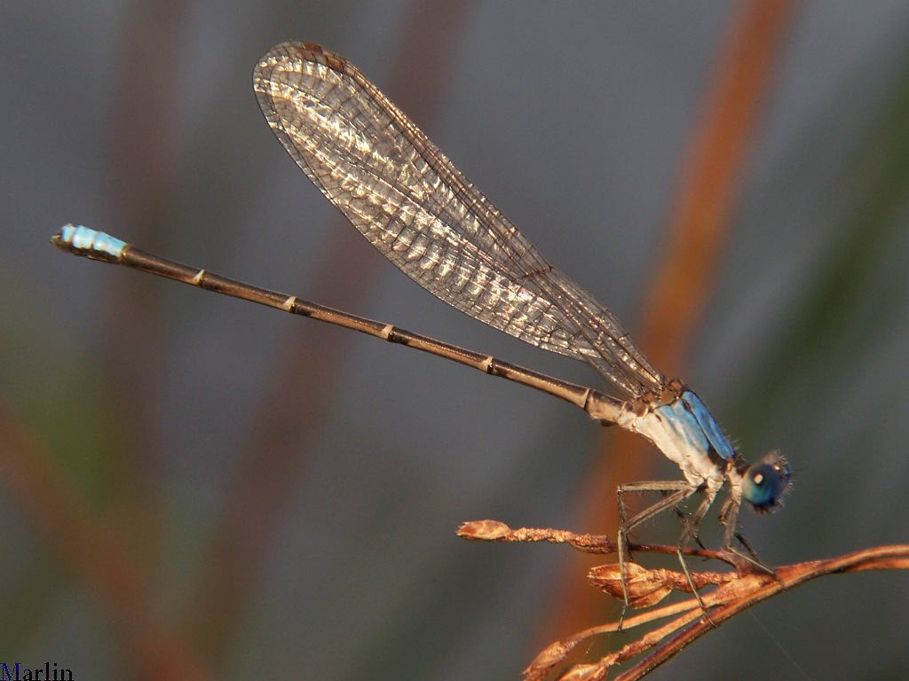 Blue-fronted Dancer Damselfly - Argia apicalis