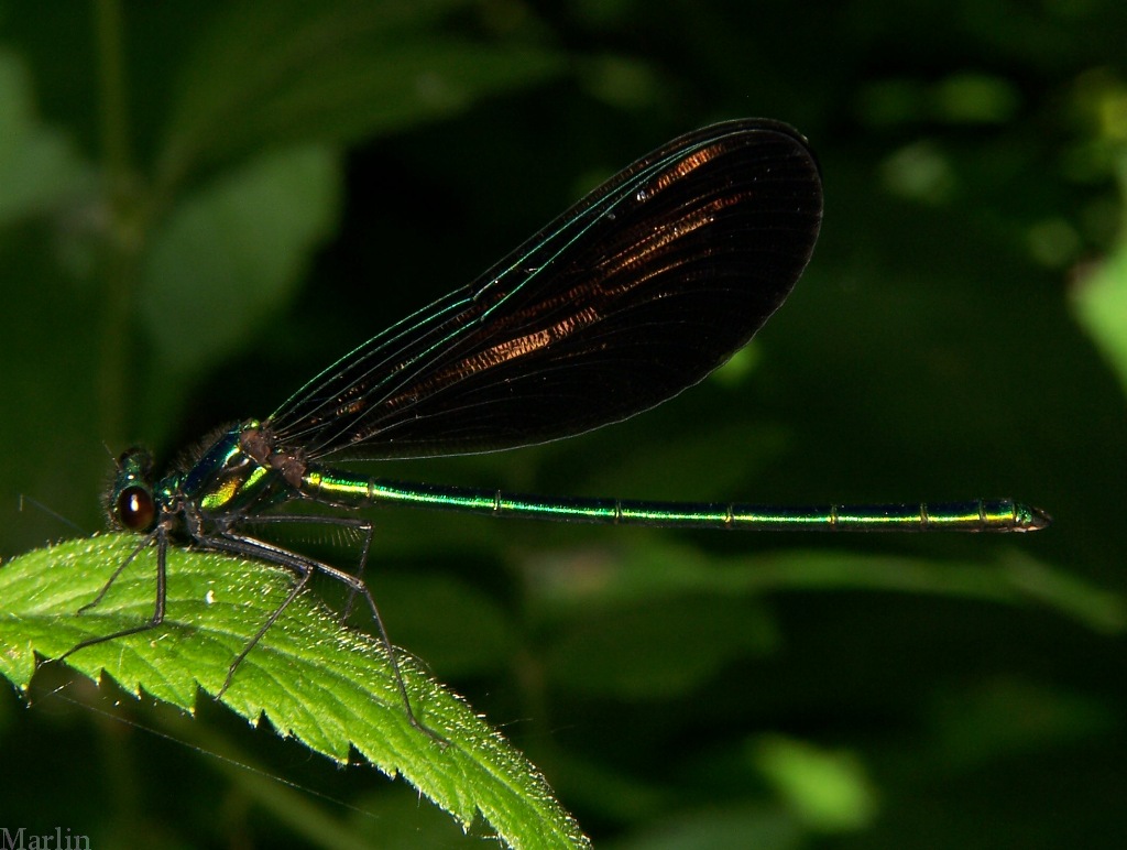 Ebony Jewelwing Damselfly - Calopteryx maculata